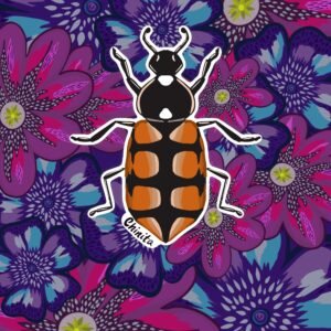 Ilustración Chinita chilena